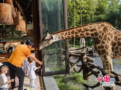 高舜禮 農(nóng)文旅商融合能否“擰成一股繩”？中西餐飲融合的啟示